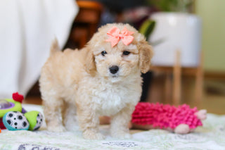 Willow - Available 2/12