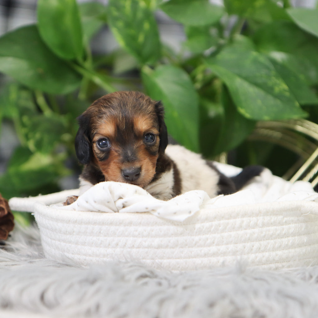 Kali - Available 2/4