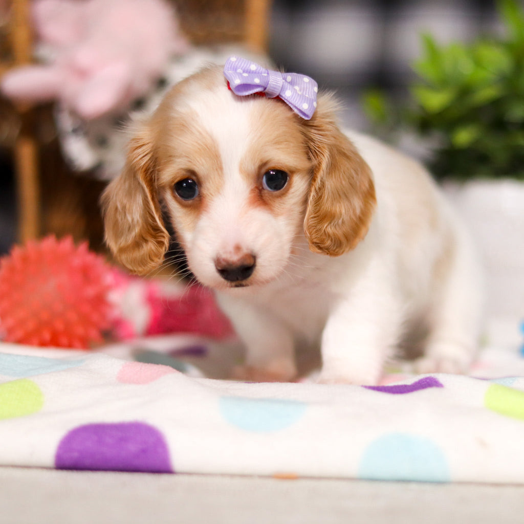 Lana - Available 3/5