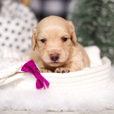 Chloe - Available 3/19