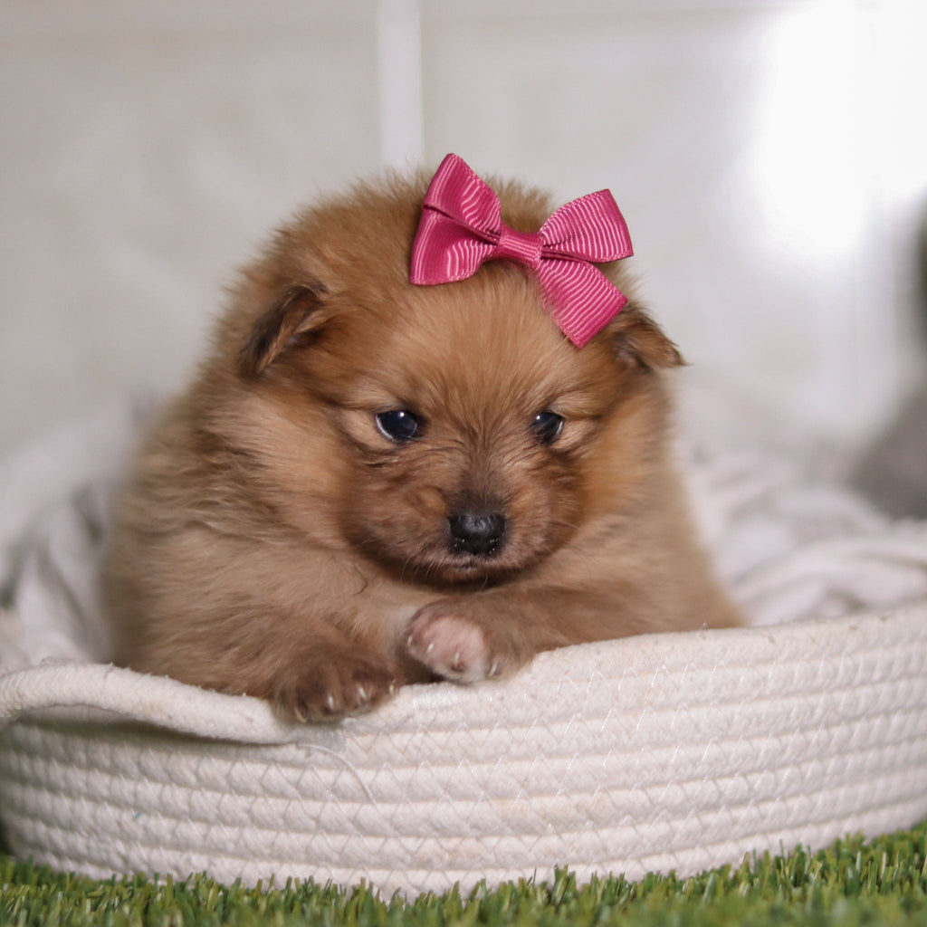 Petey - Available 3/4