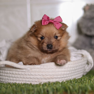 Petey - Available 3/4