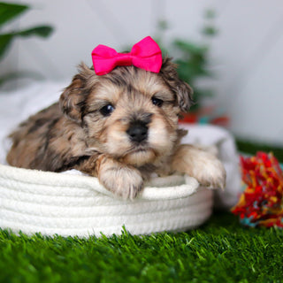 Kendra - Available 2/18