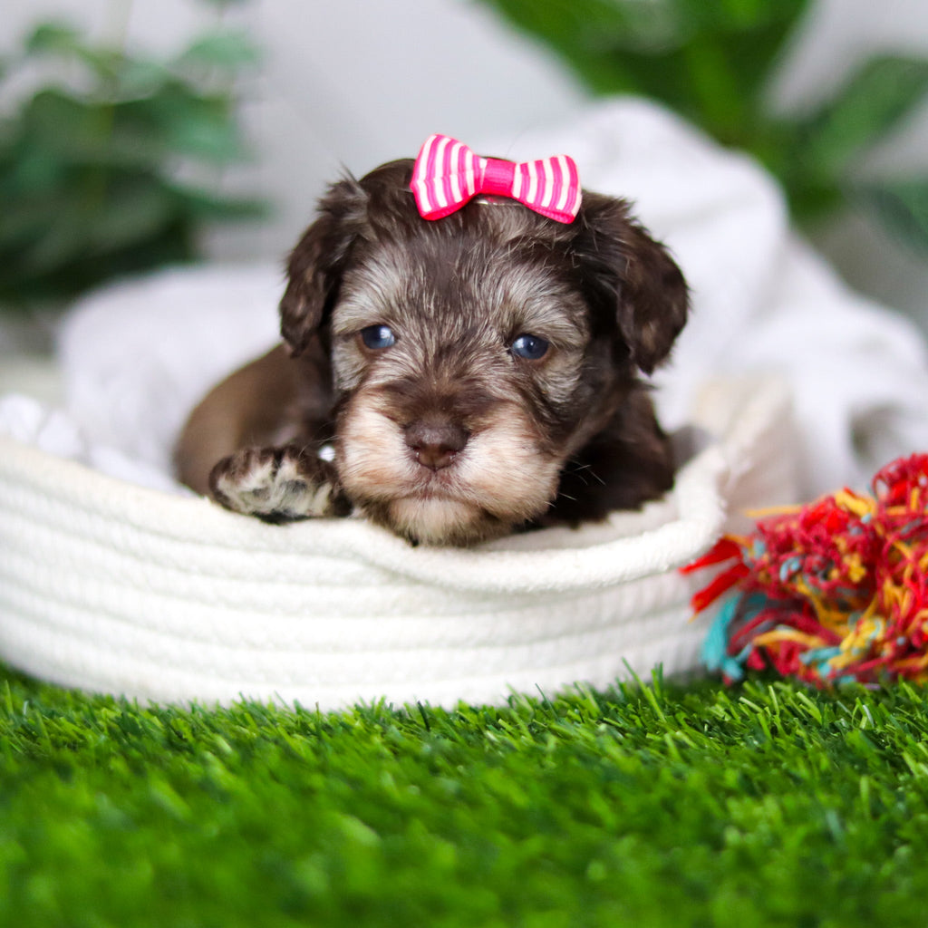 Zendaya - Available 2/19