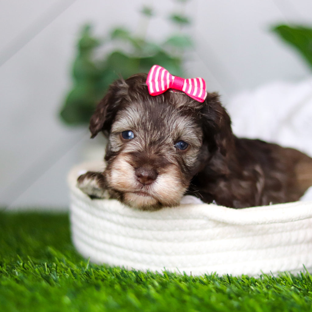 Zendaya - Available 2/19