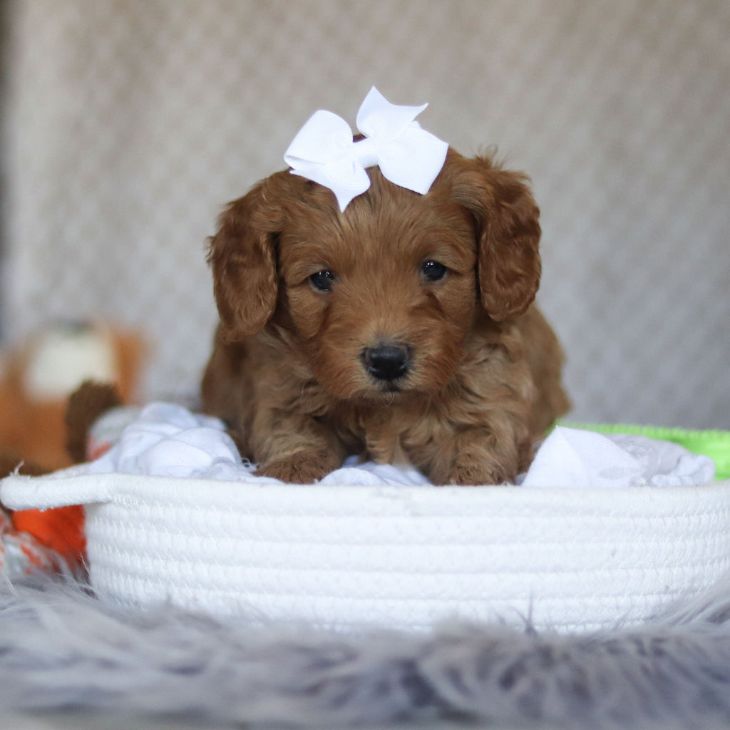 Ellie - Available 5/7