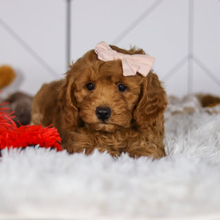 Ellie - Available 5/7