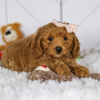 Ellie - Available 5/7