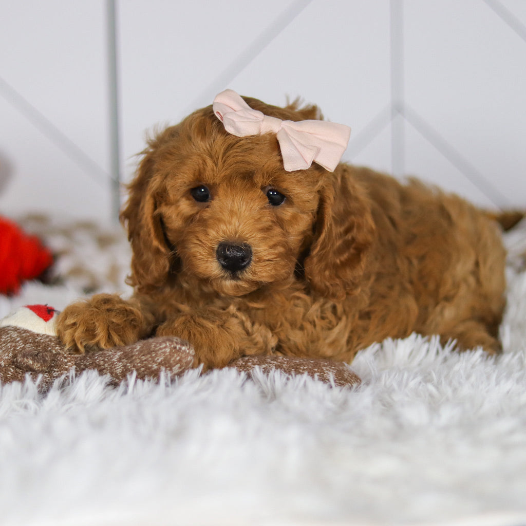Ellie - Available 5/7