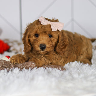 Ellie - Available 5/7