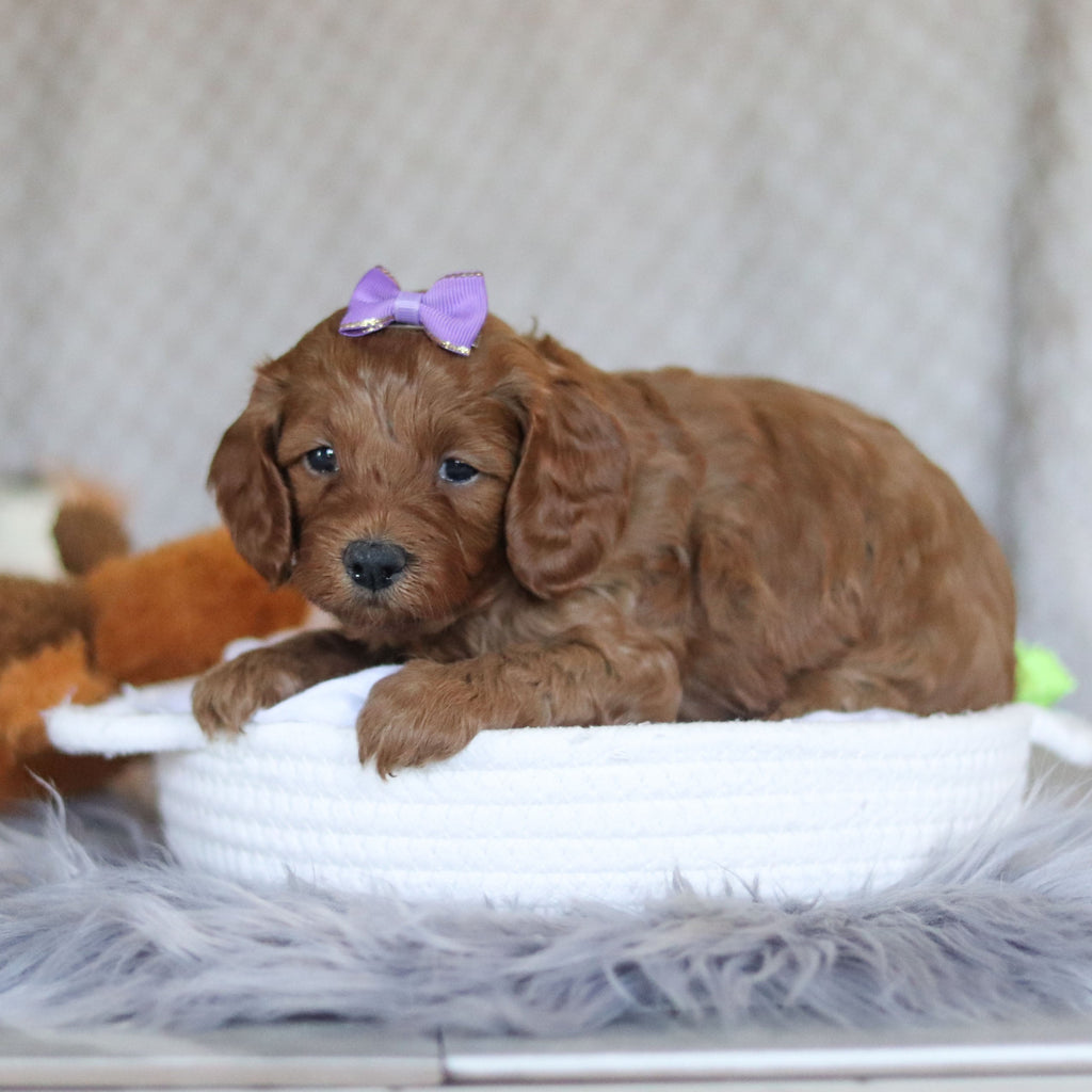 Elsie - Available Now