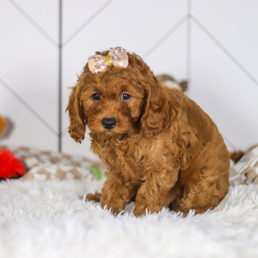 Elsie - Available 5/7
