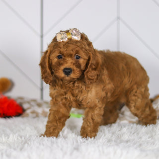 Elsie - Available 5/7