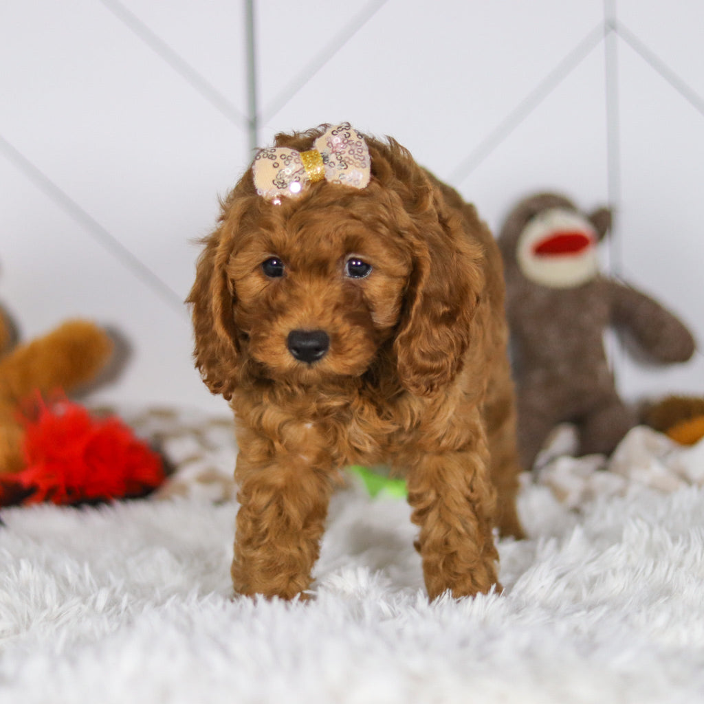 Elsie - Available 5/7
