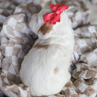 Dolly - Available 6/4