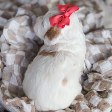 Dolly - Available 6/4