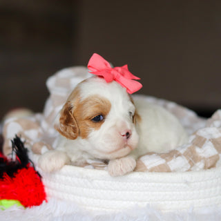 Dolly - Available 6/4