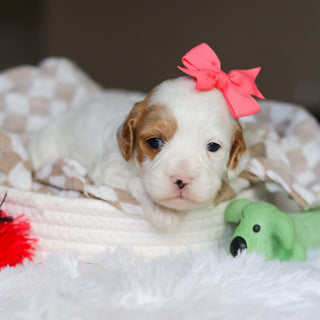 Dolly - Available 6/4