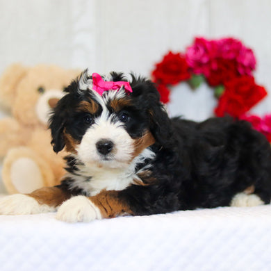 Naya - Available 2/26