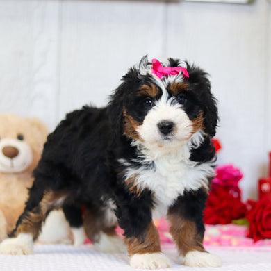 Naya - Available 2/26