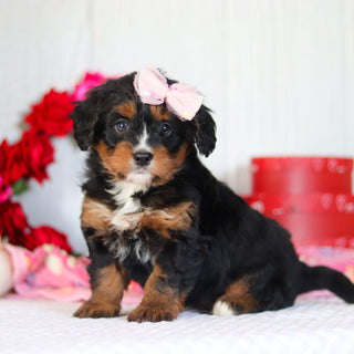 Nola - Available 2/26