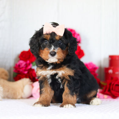 Nettie - Available 2/26