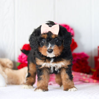 Nettie - Available 2/26