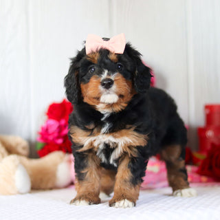 Nettie - Available 2/26