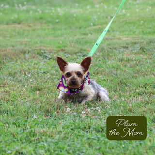 Helen - Available 12/17