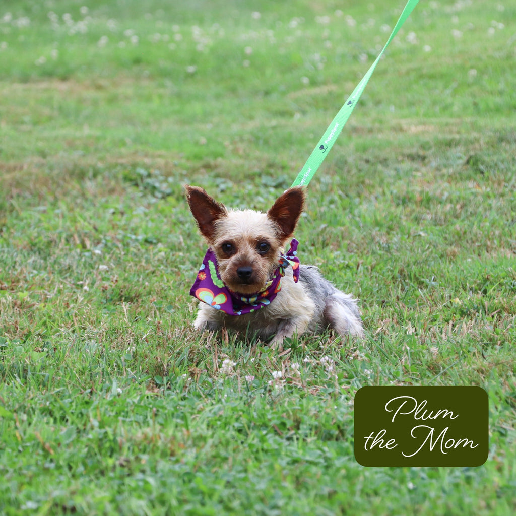 Grace - Available 12/17