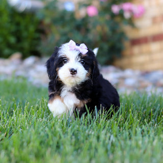 Hadley - Available 7/9