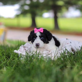 Hanna - Available 7/9