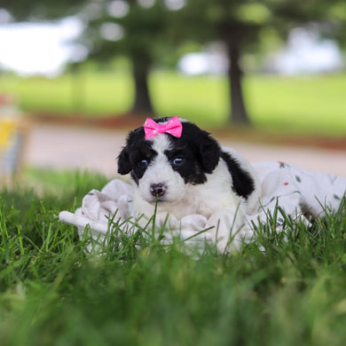 Hanna - Available 7/9