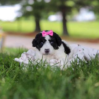 Hanna - Available 7/9