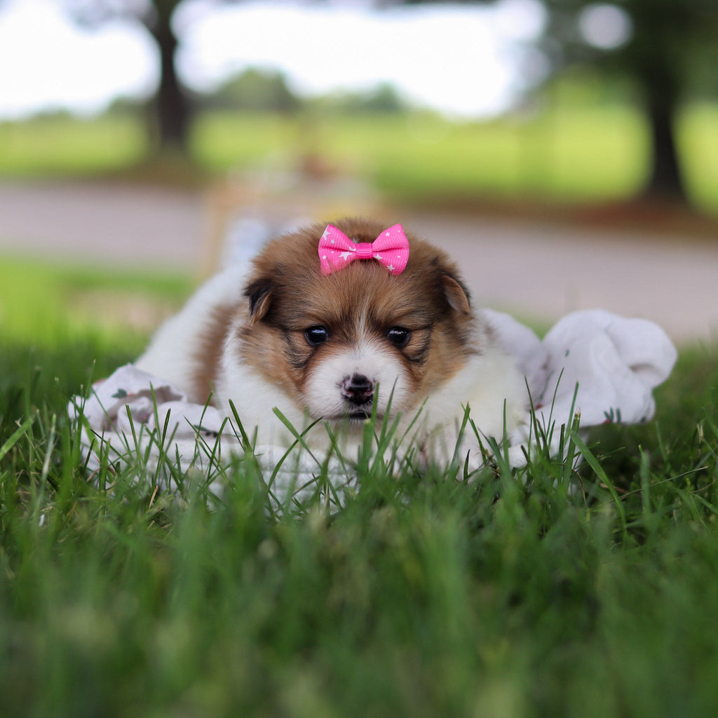 Lila - Available 7/9