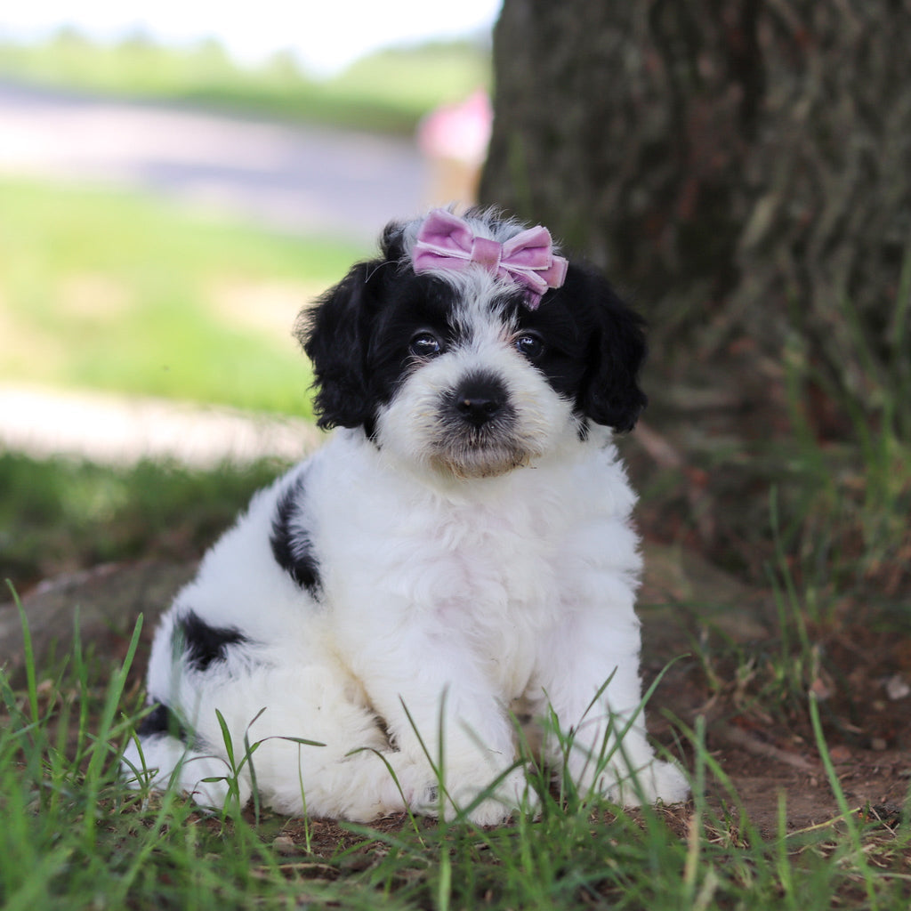 Tessa - Available 7/16