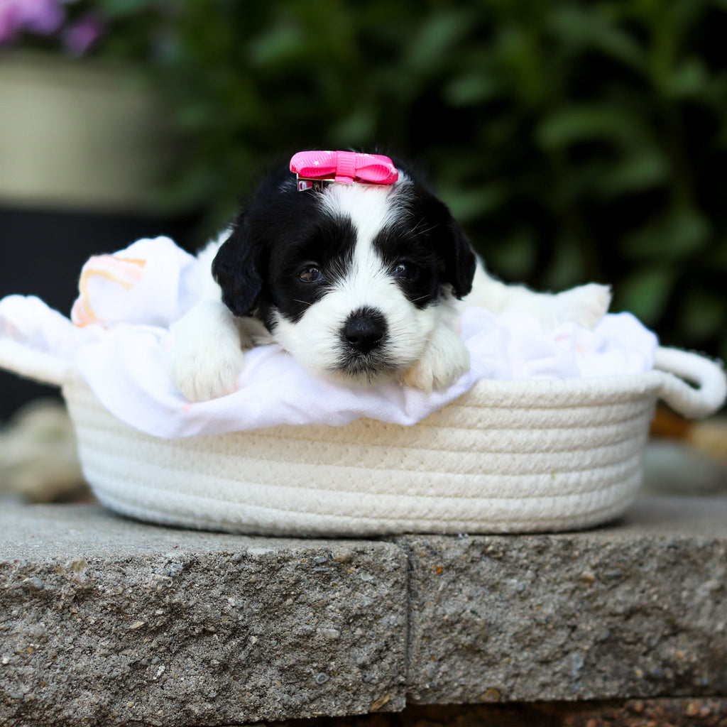 Tessa - Available 7/16