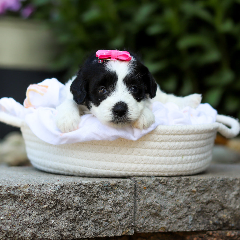 Tessa - Available 7/16