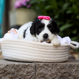 Tessa - Available 7/16