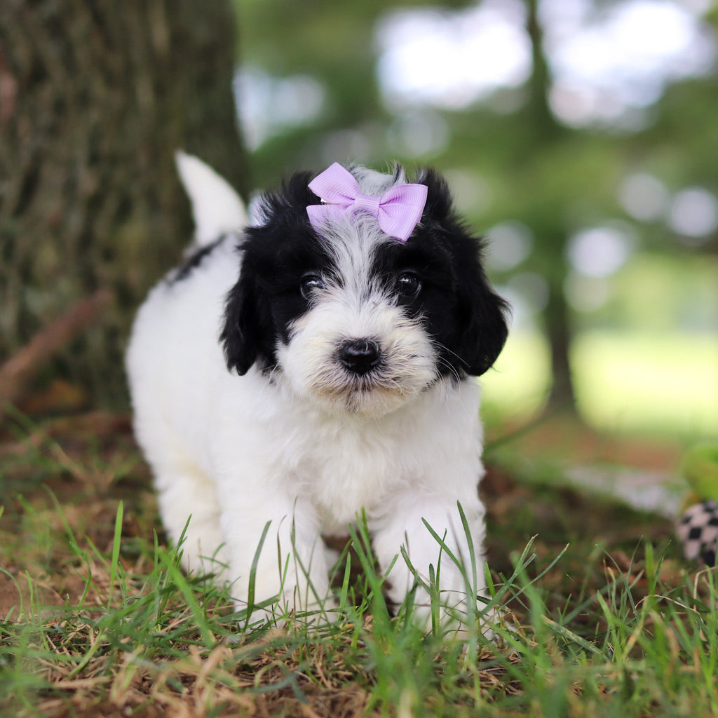 Trixie - Available 7/16