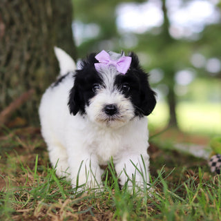 Trixie - Available 7/16