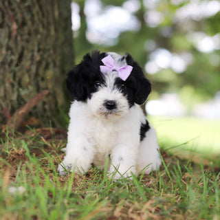 Trixie - Available 7/16