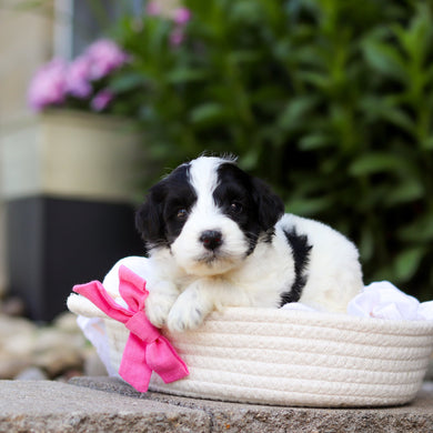 Trixie - Available 7/16
