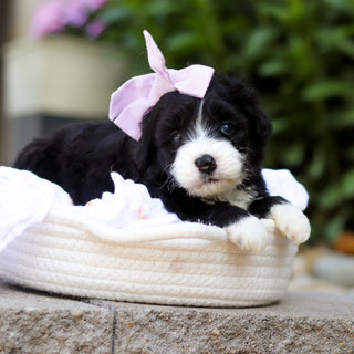 Tilly - Available 7/16