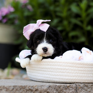 Tilly - Available 7/16