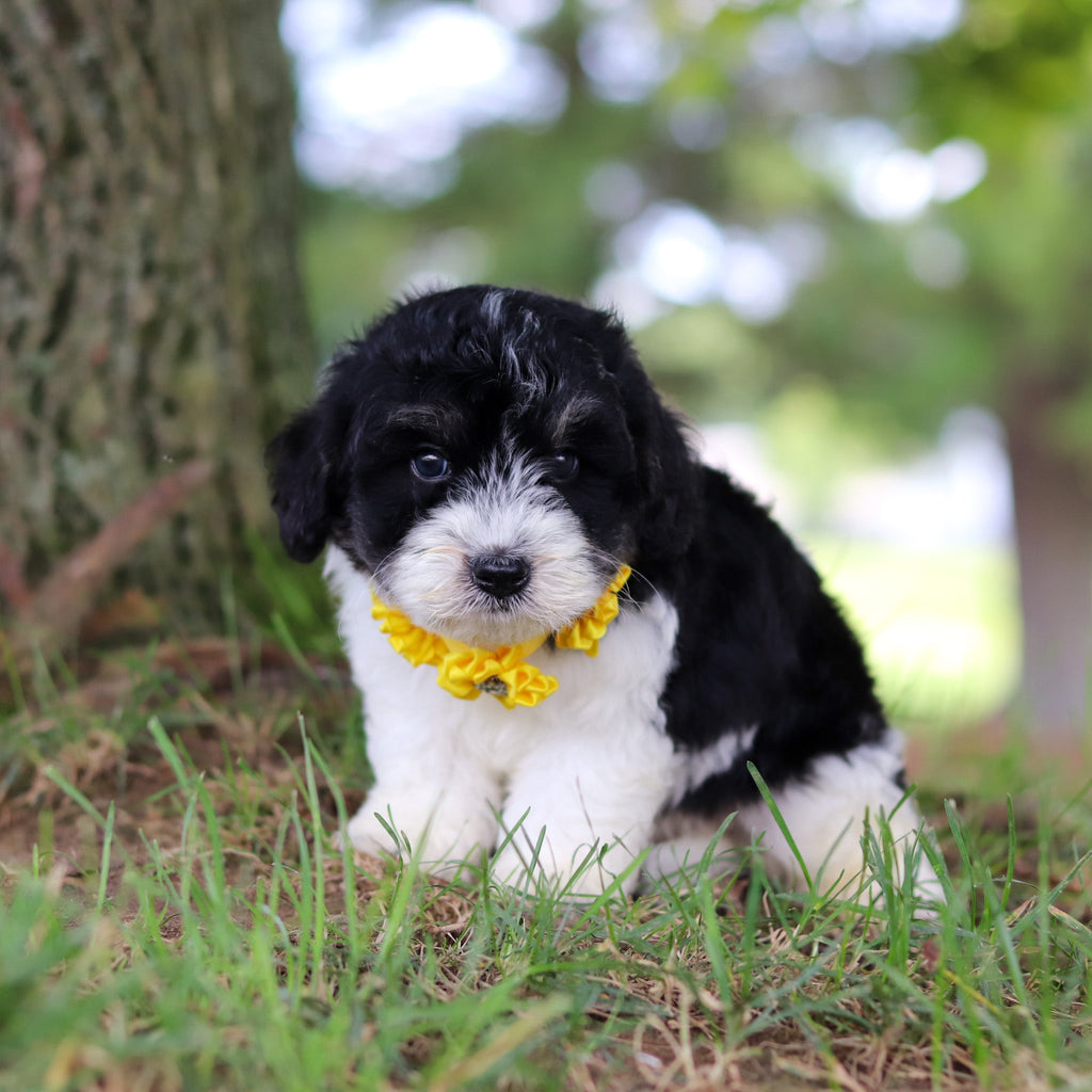 Tilly - Available 7/16