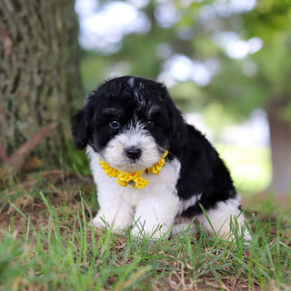 Tilly - Available 7/16