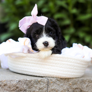 Tilly - Available 7/16