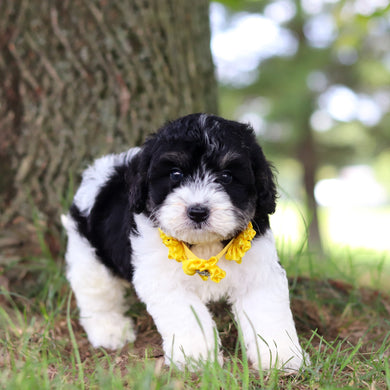 Tilly - Available 7/16