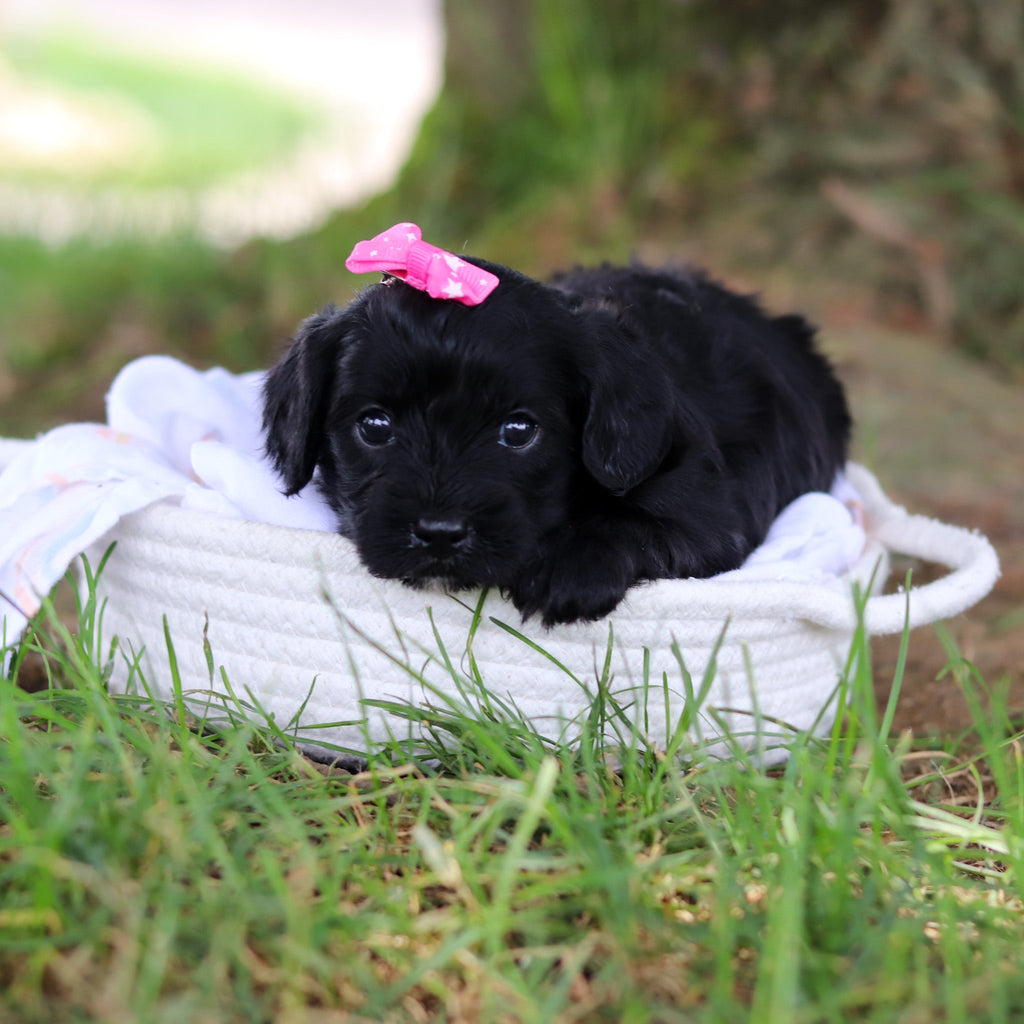 Gladys - Available 8/6